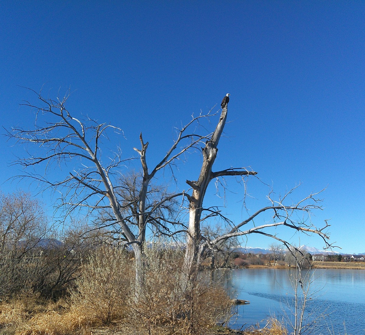 Bald Eagle - ML612844320