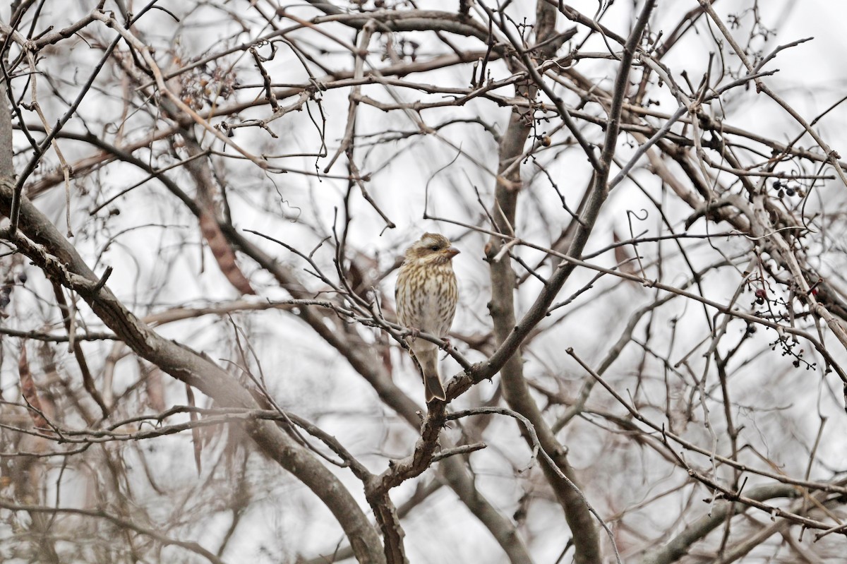 Purple Finch - ML612844352