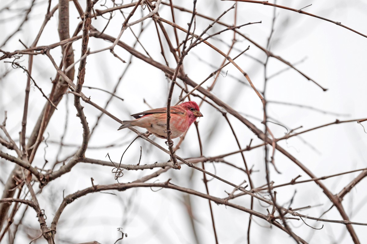 Purple Finch - ML612844359