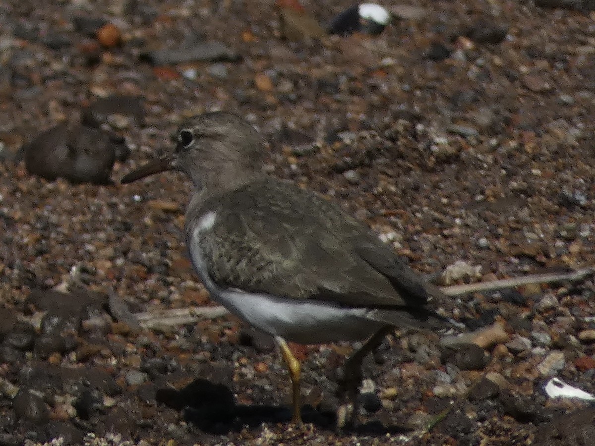 Spotted Sandpiper - David Baake