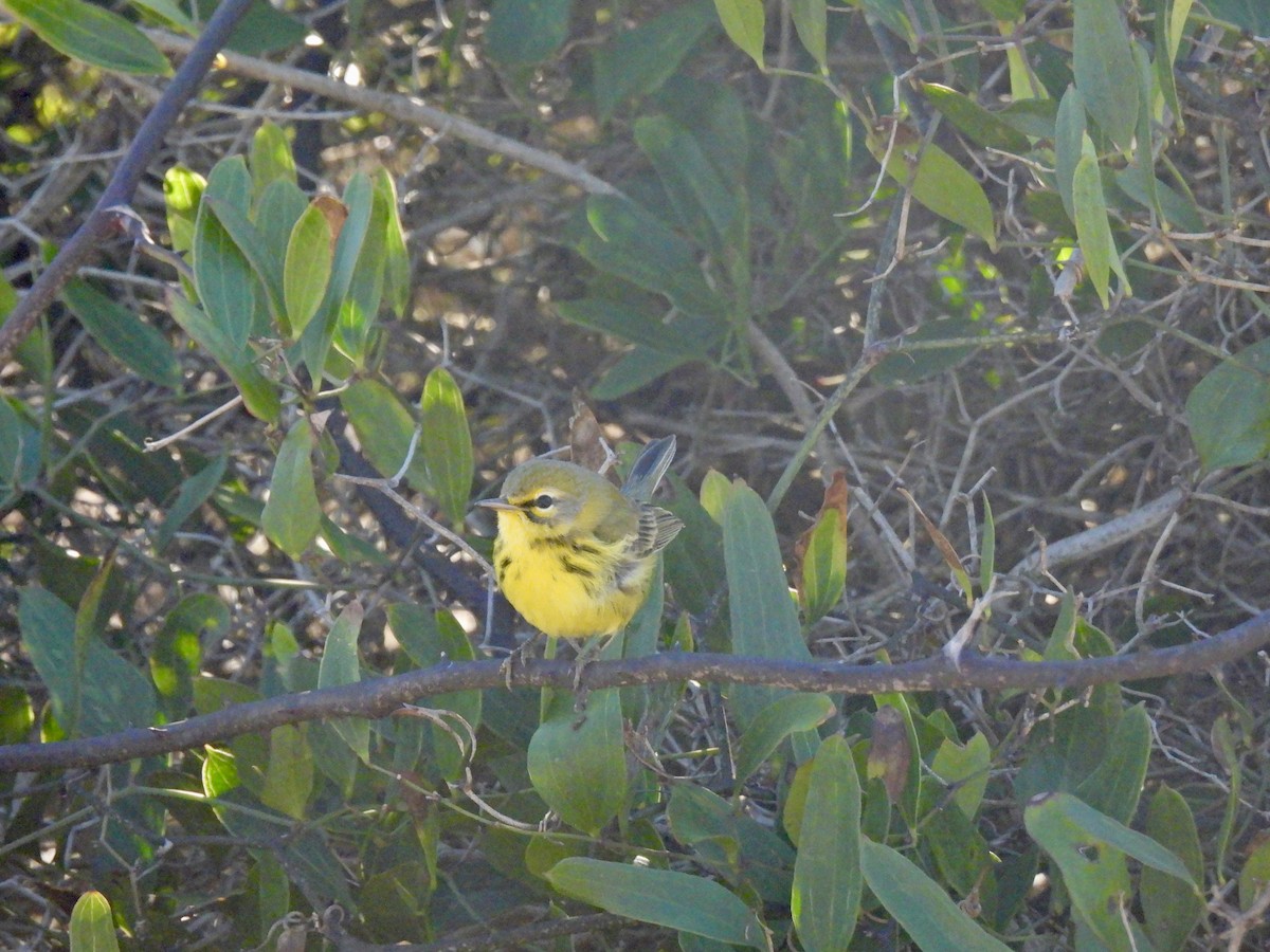 Prairie Warbler - Timothy Akin