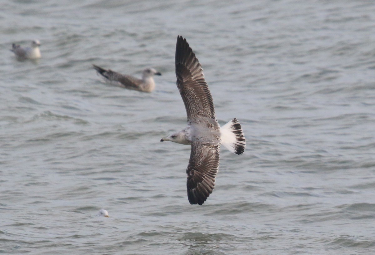 Gaviota Patiamarilla (michahellis) - ML612844522