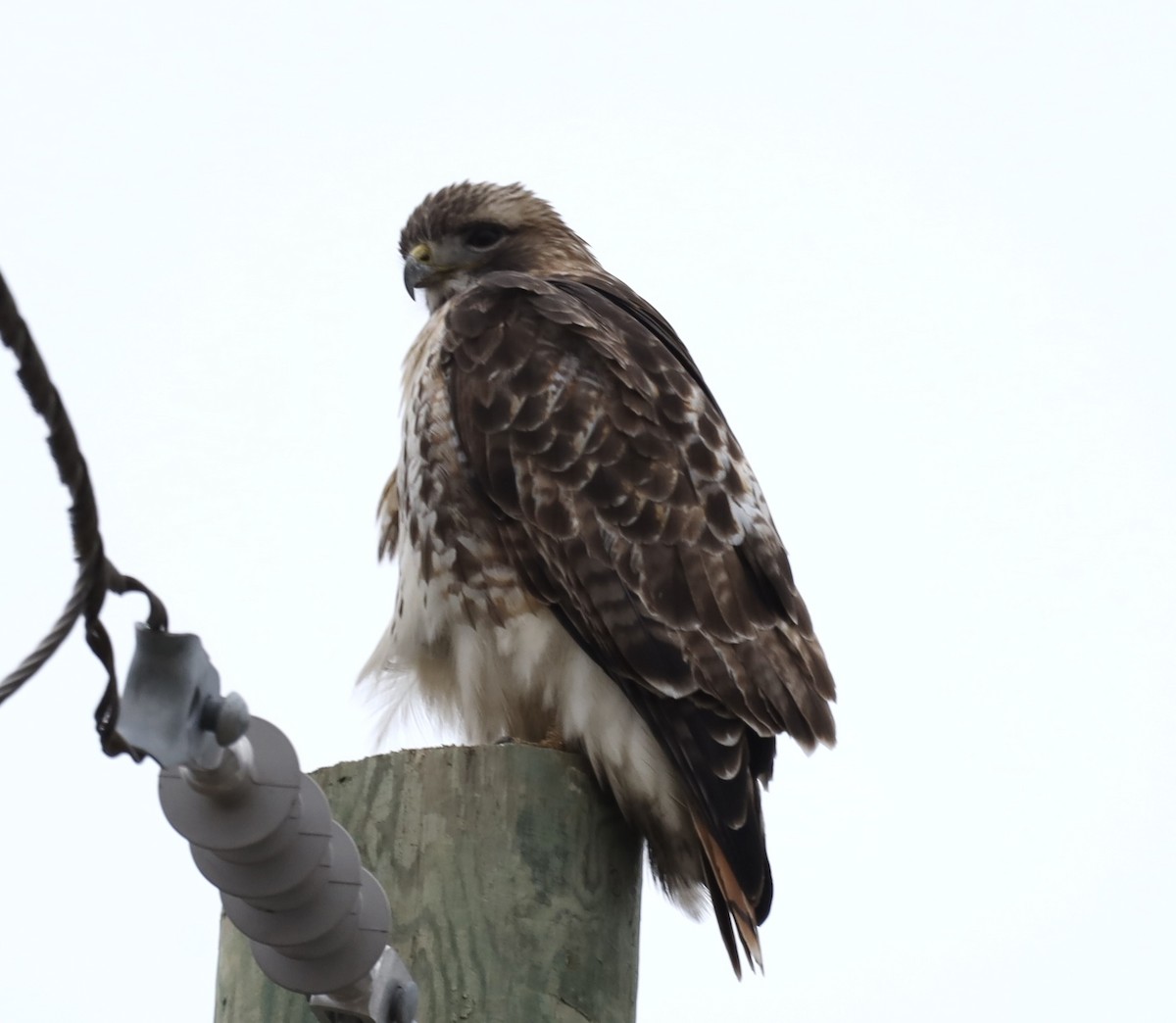 Red-tailed Hawk - ML612844698