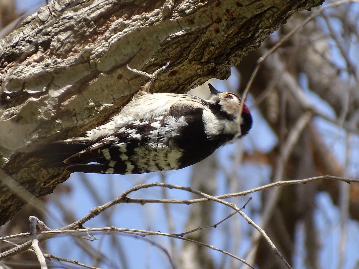 Lesser Spotted Woodpecker - Paco Doblas