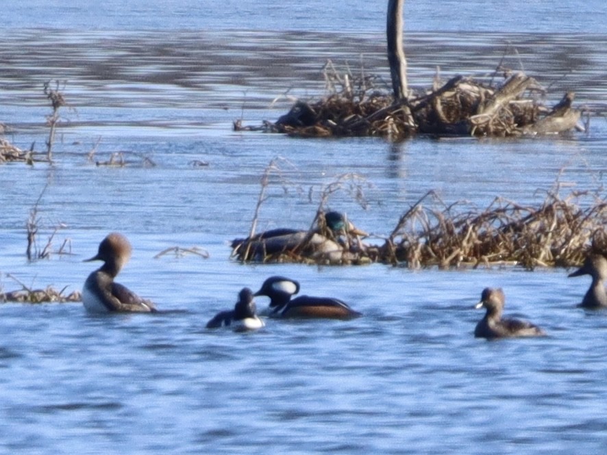 Hooded Merganser - ML612844954