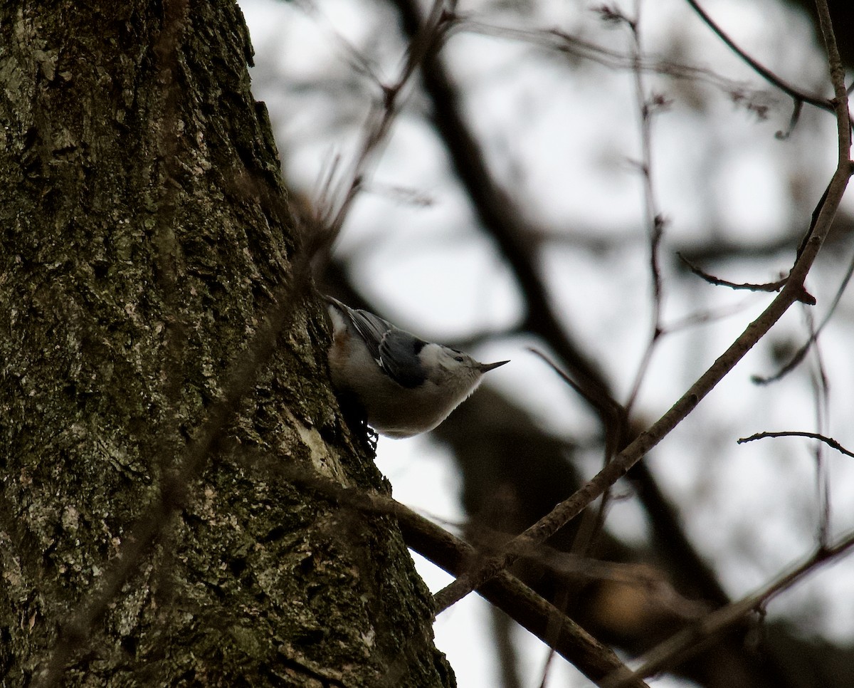 White-breasted Nuthatch - ML612844955