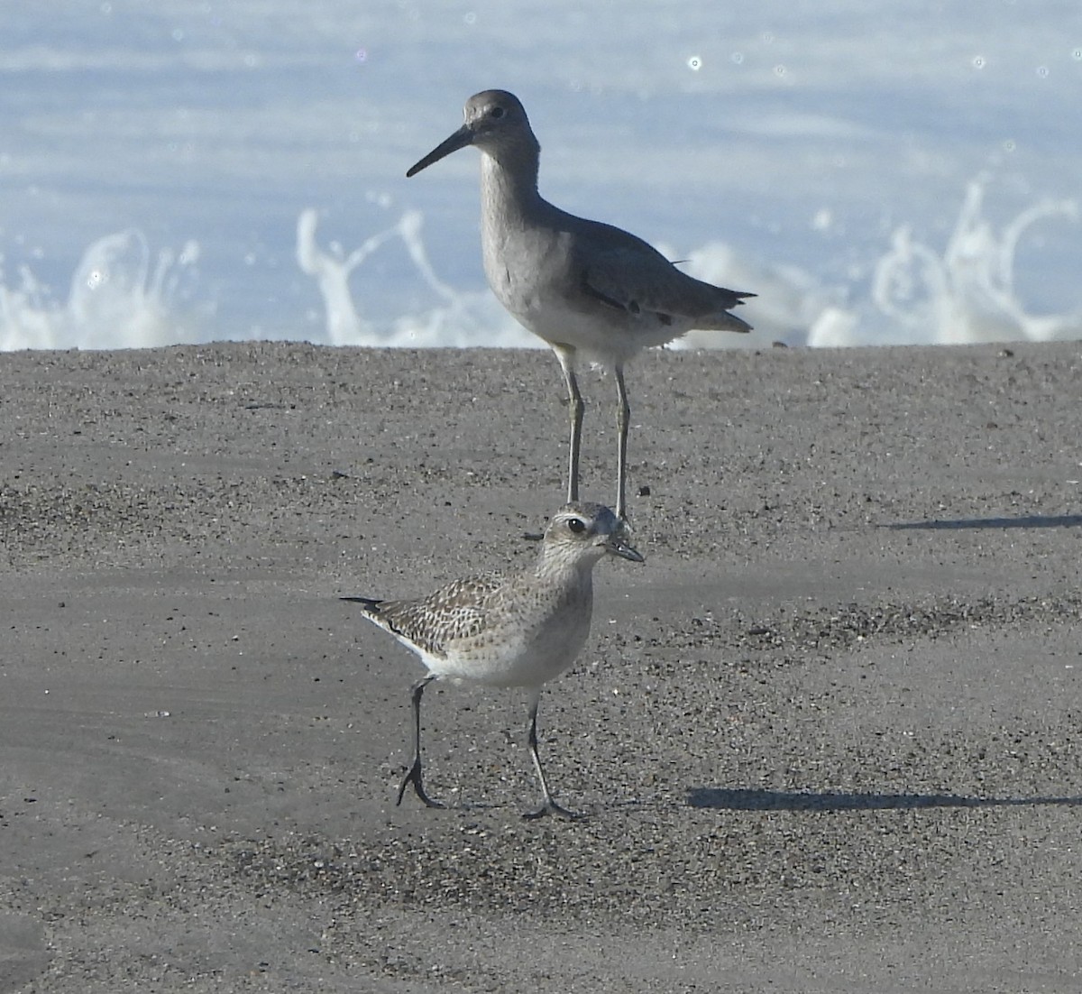 Black-bellied Plover - ML612844962