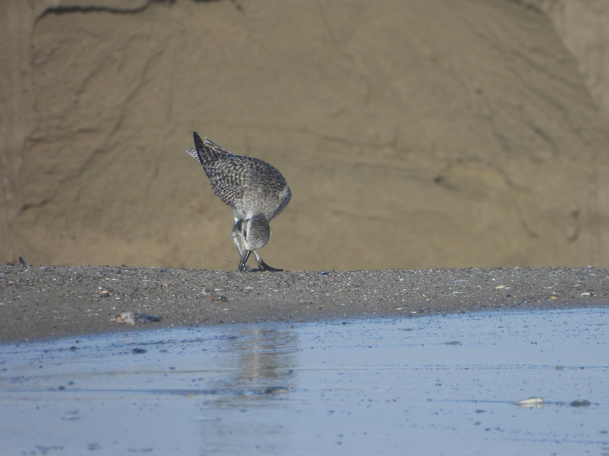 Black-bellied Plover - ML612844965