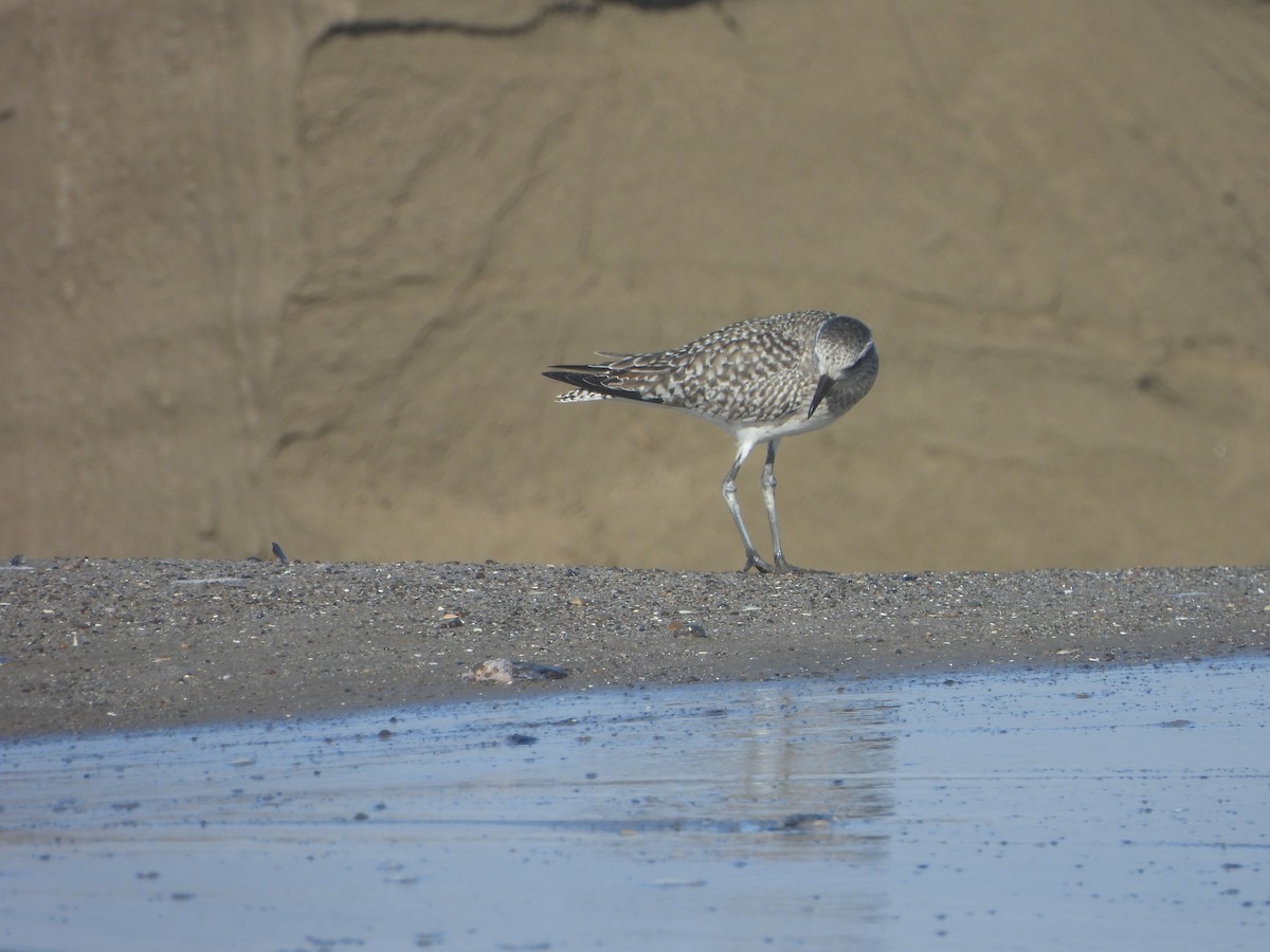 Black-bellied Plover - ML612844967