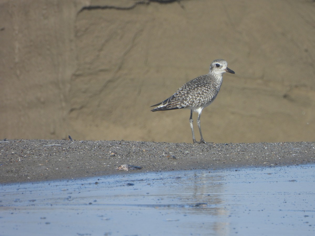 Black-bellied Plover - ML612844969