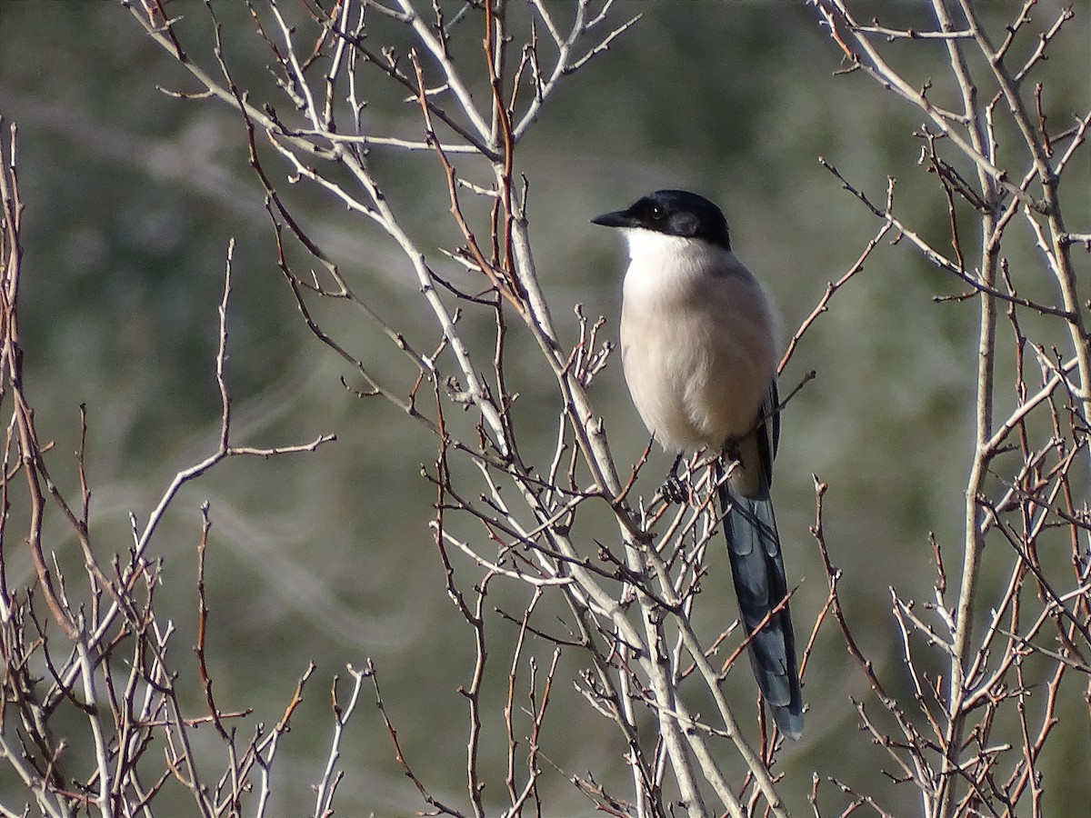 Pie-bleue ibérique - ML612844979