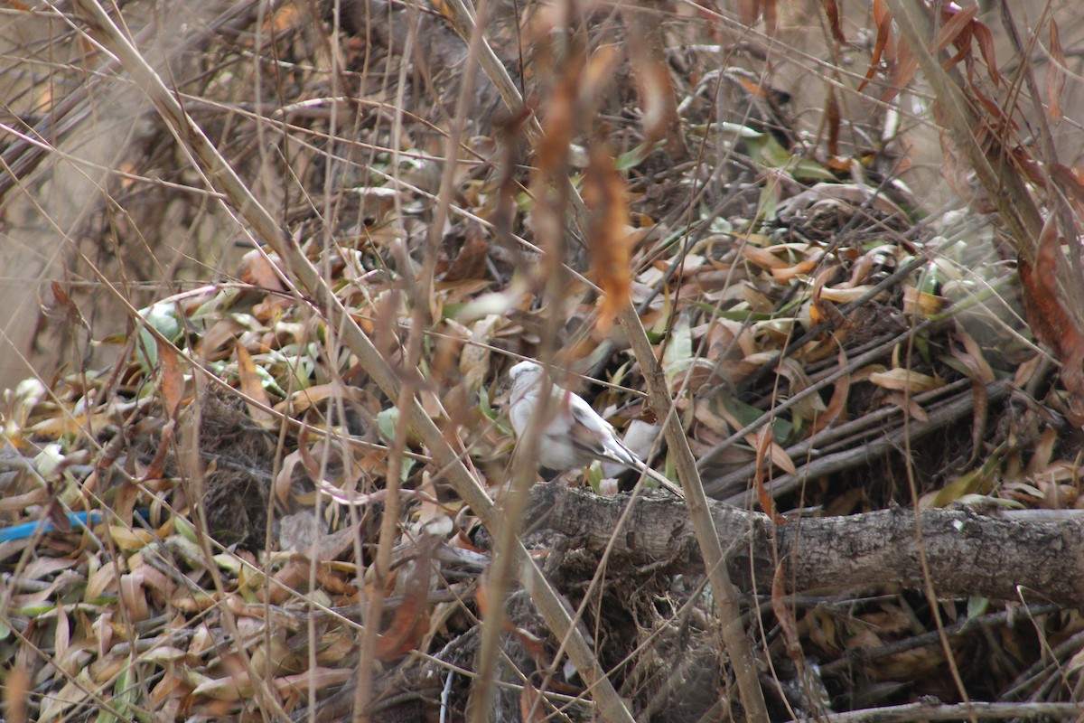 Dark-eyed Junco - ML612845195