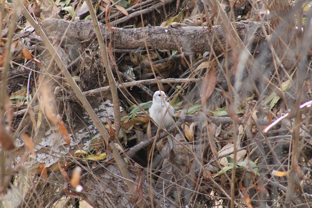 Dark-eyed Junco - ML612845198