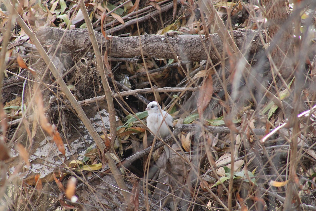 Dark-eyed Junco - ML612845199