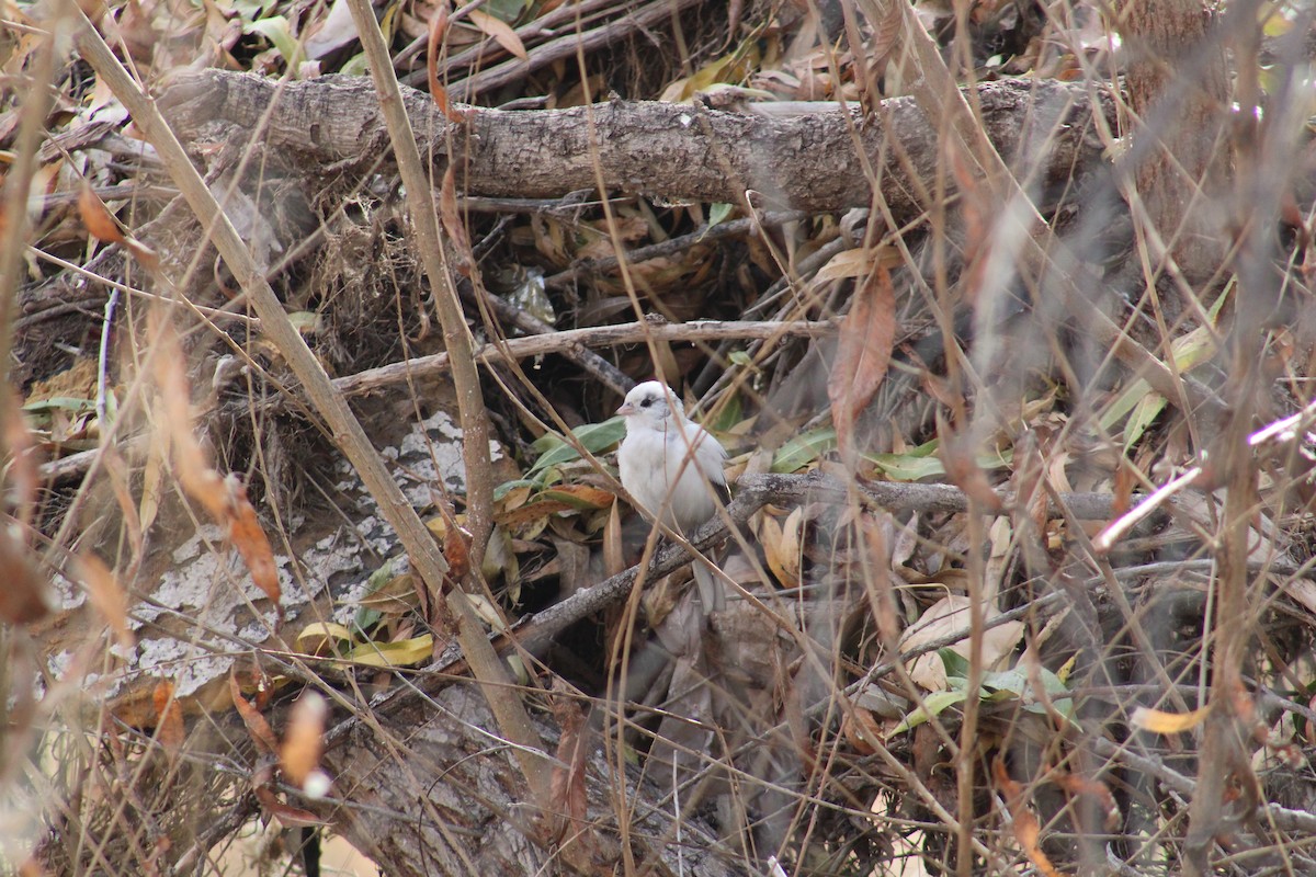 Dark-eyed Junco - ML612845200