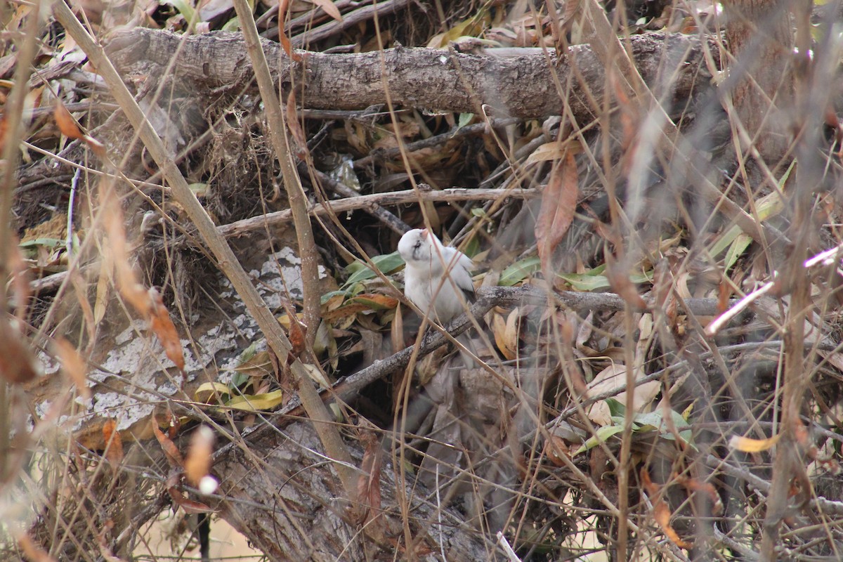 Dark-eyed Junco - ML612845201
