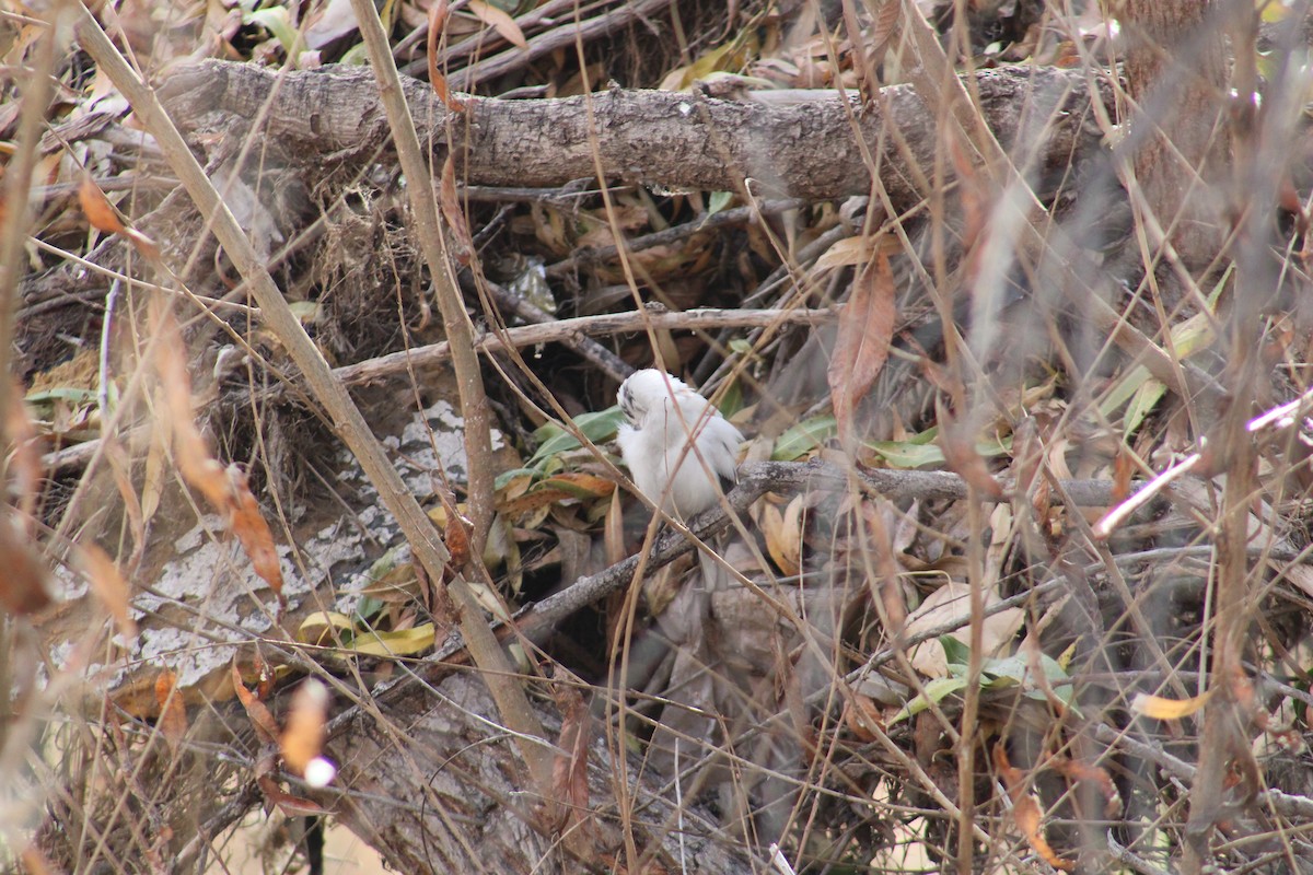 Dark-eyed Junco - ML612845203