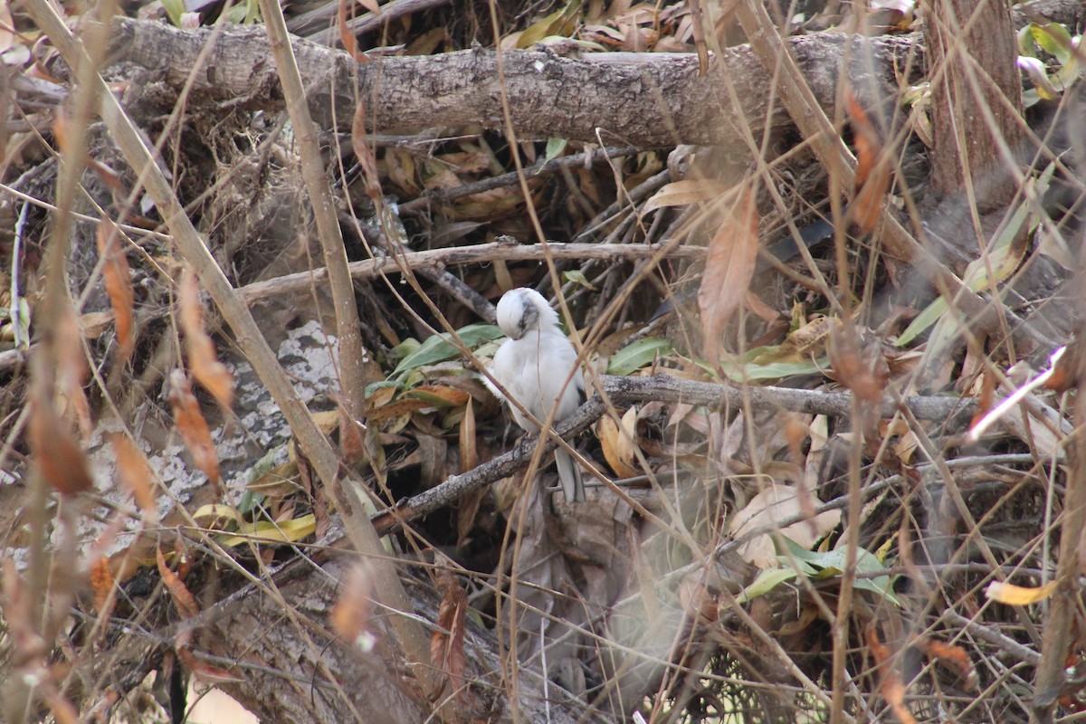 Dark-eyed Junco - ML612845204