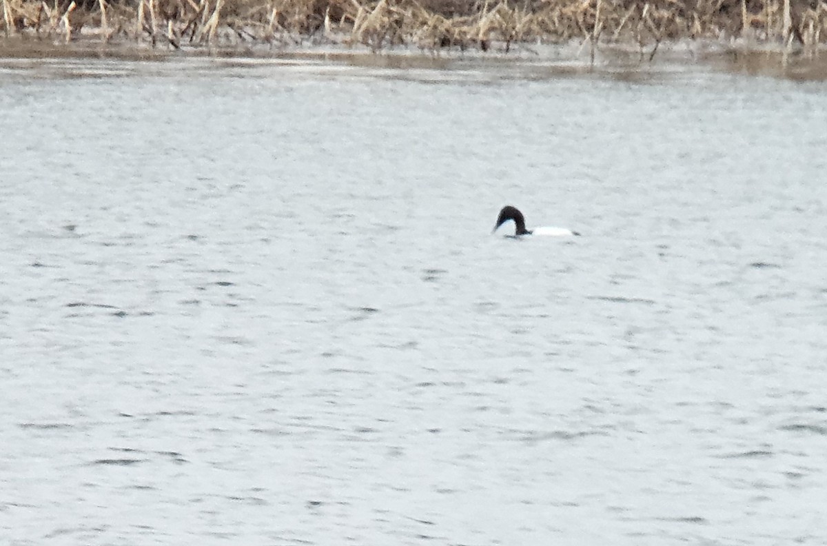 Canvasback - Yves Gauthier (Mtl)