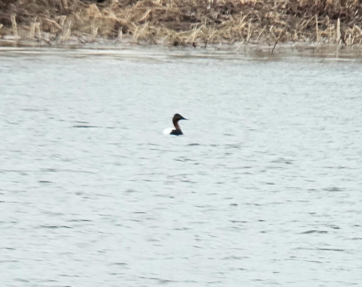 Canvasback - Yves Gauthier (Mtl)