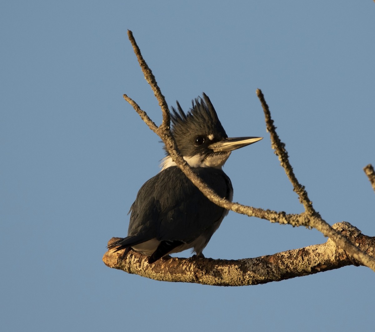Belted Kingfisher - ML612845327