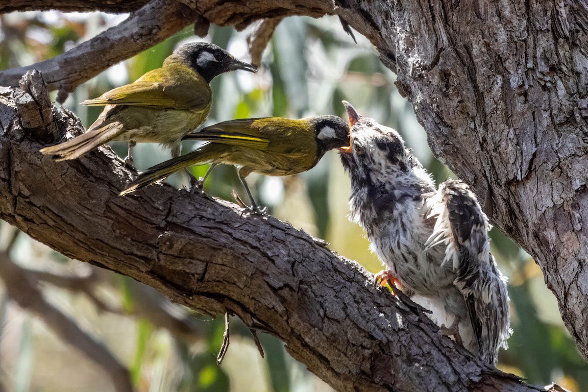 Pallid Cuckoo - Peter Griffiths