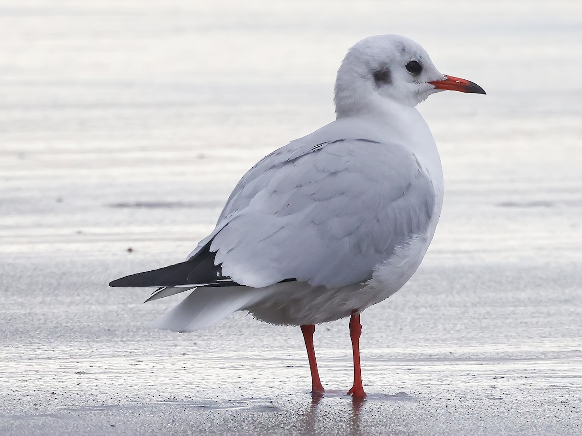 Black-headed Gull - ML612845475