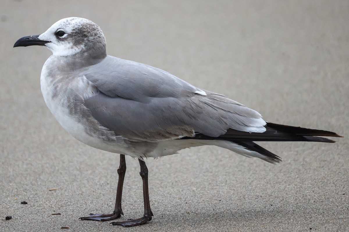 Laughing Gull - ML612845489