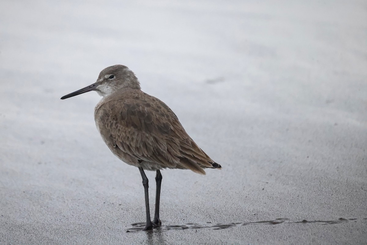 Willet - ML612845546