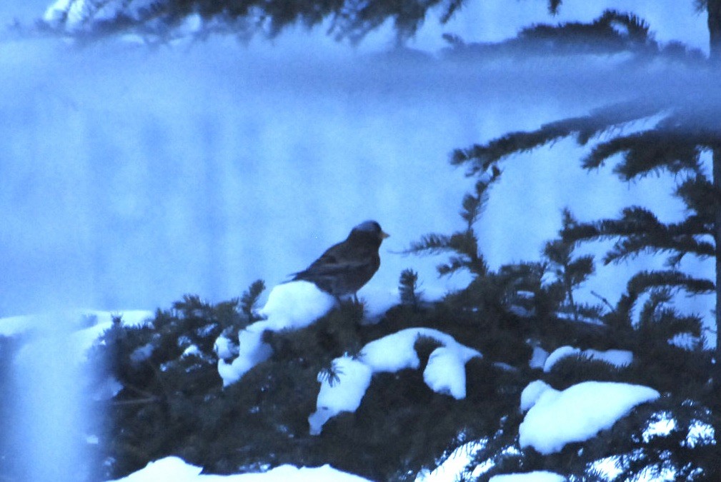 Gray-crowned Rosy-Finch (Gray-crowned) - ML612845576