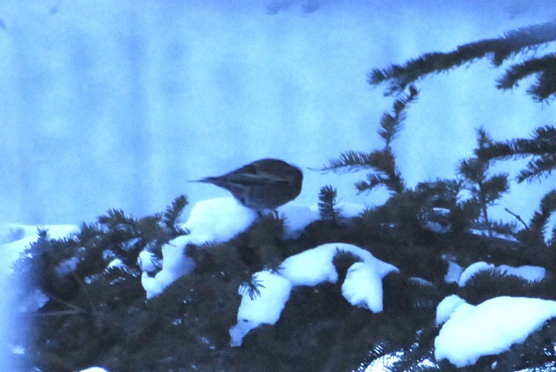 Gray-crowned Rosy-Finch (Gray-crowned) - ML612845578