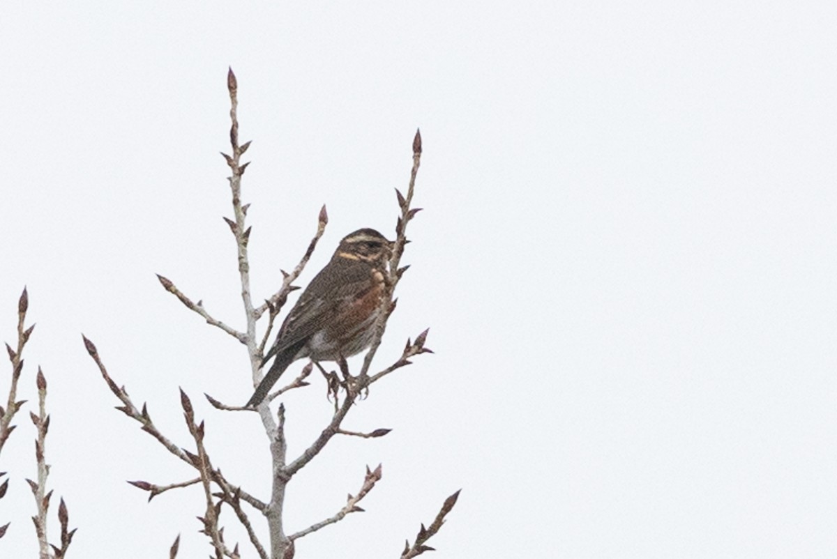 Redwing - Honza Grünwald