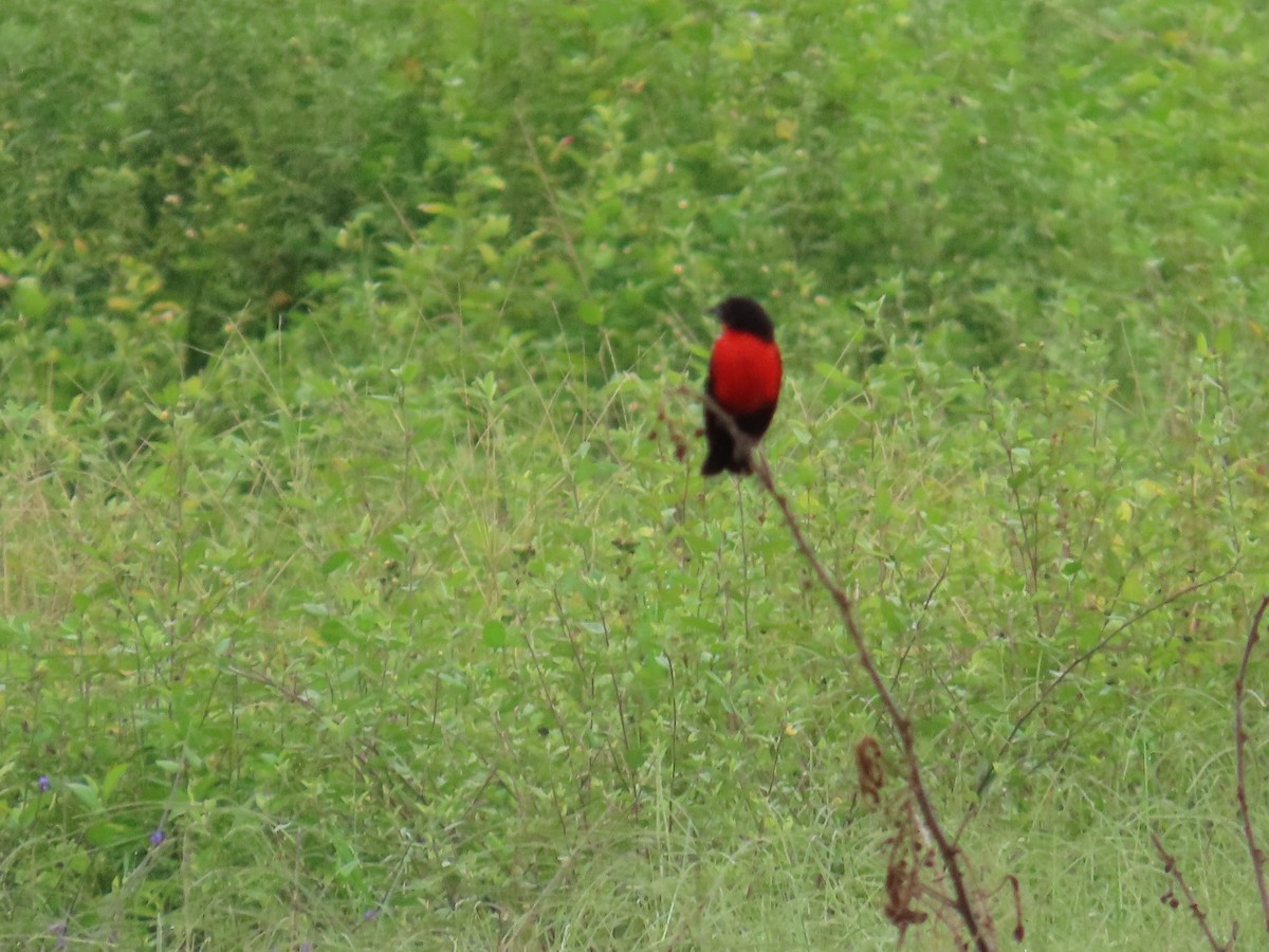 Red-breasted Meadowlark - ML612845671