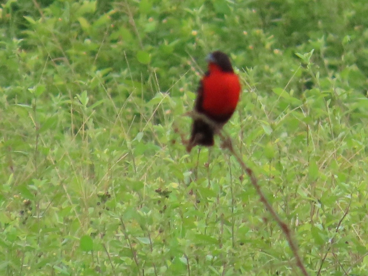 ムネアカマキバドリ - ML612845672