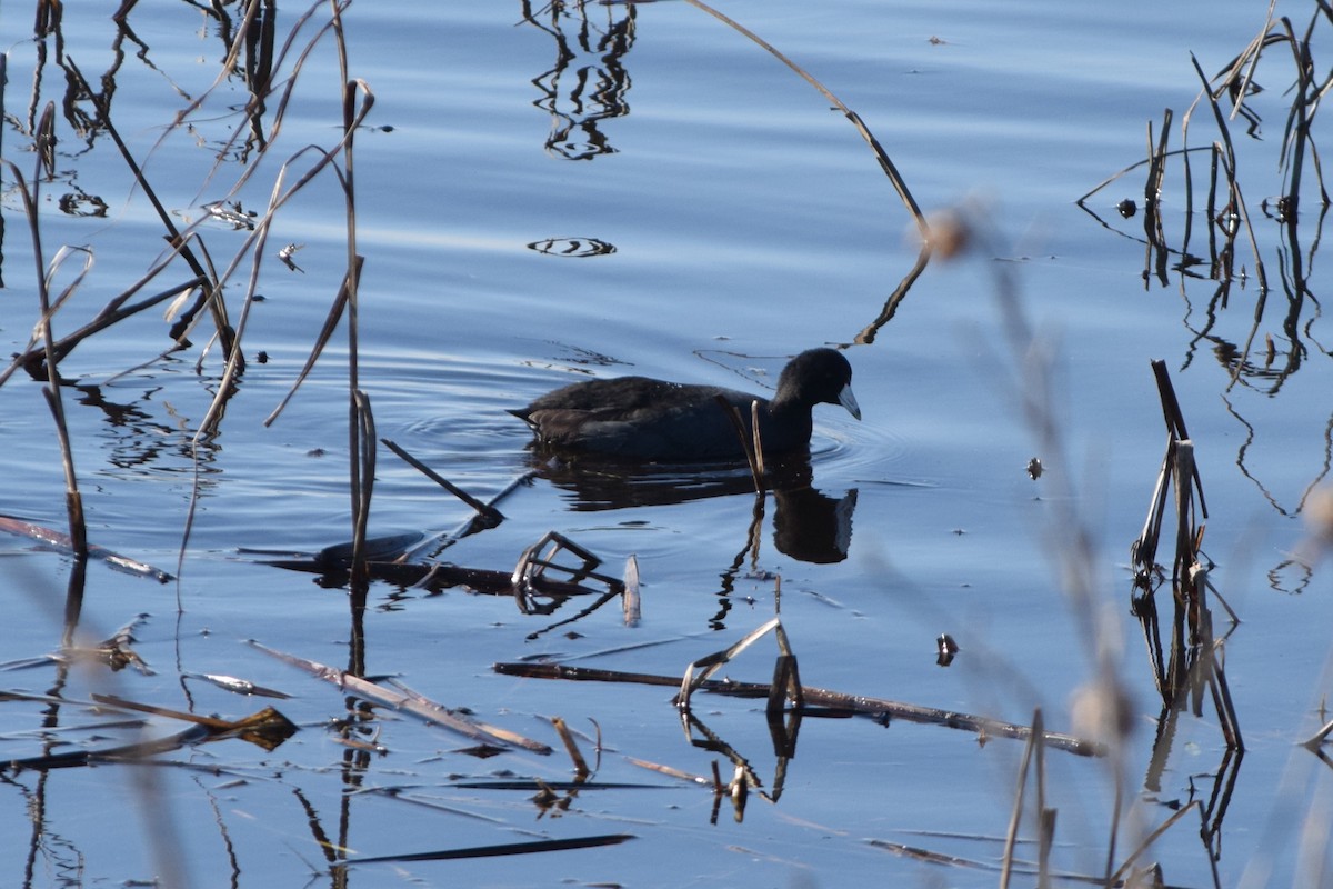 American Coot (Red-shielded) - John Wheelock