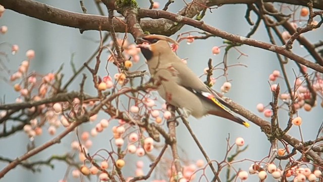 Bohemian Waxwing - ML612845730