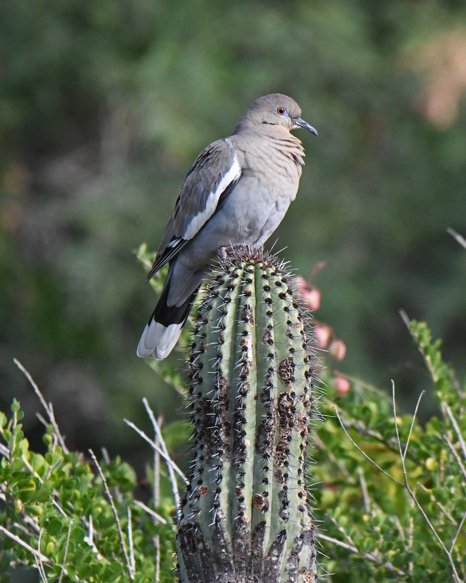 White-winged Dove - ML612845749