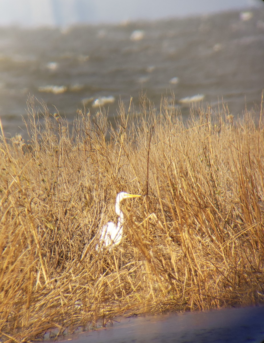 Great Egret - Chris Cording