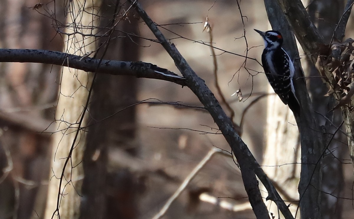 Hairy Woodpecker (Eastern) - Rob Bielawski
