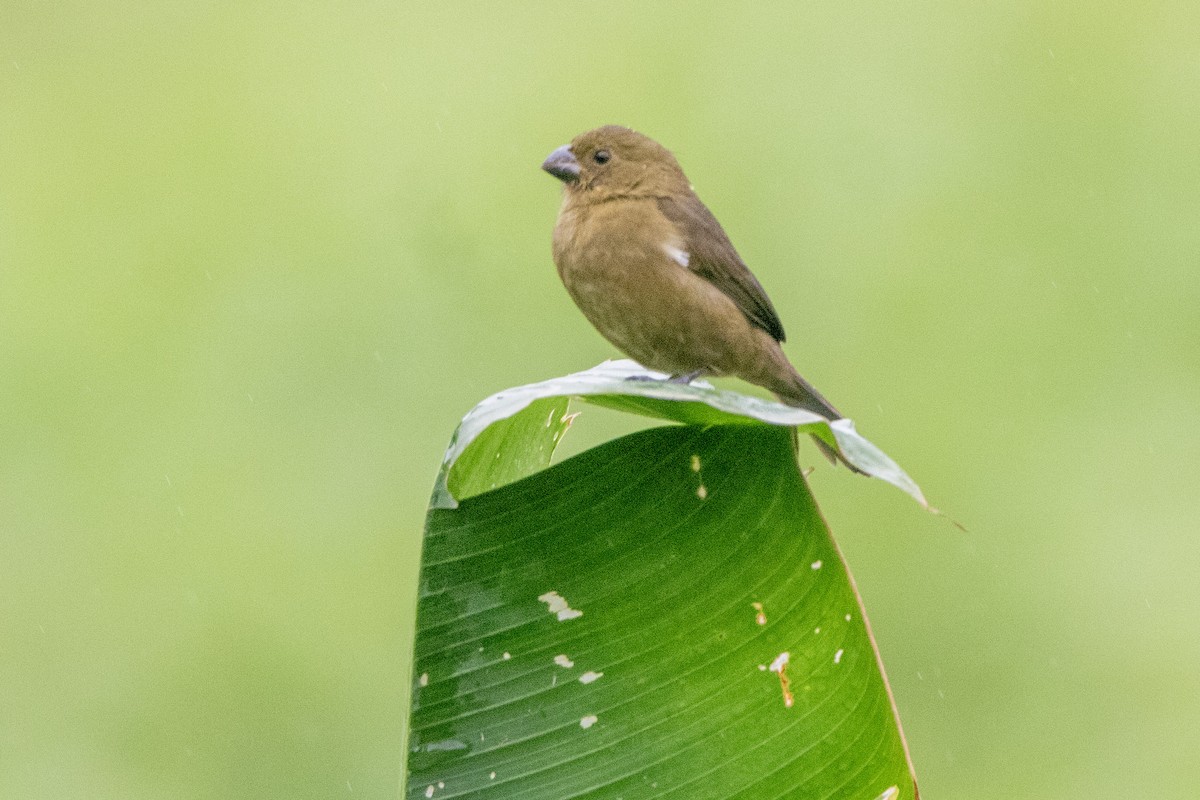 Variable Seedeater - ML612845852