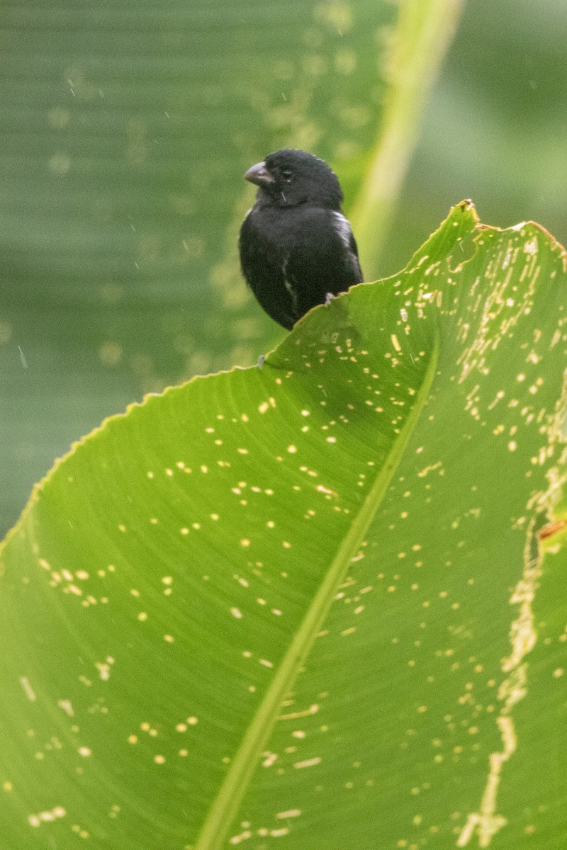Variable Seedeater - ML612845855