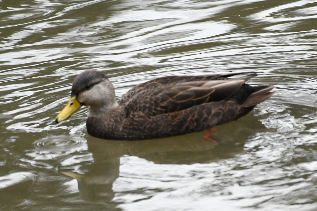 American Black Duck - ML612845888