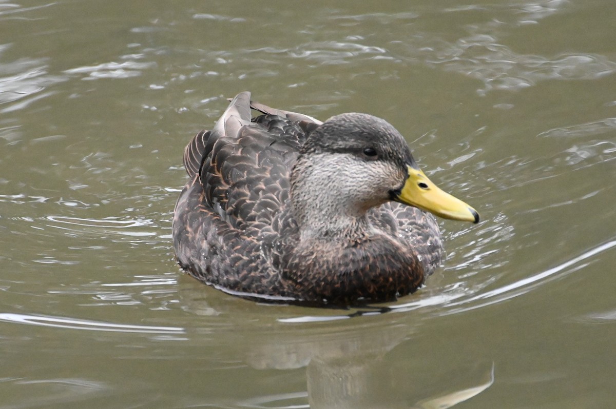 American Black Duck - ML612845889