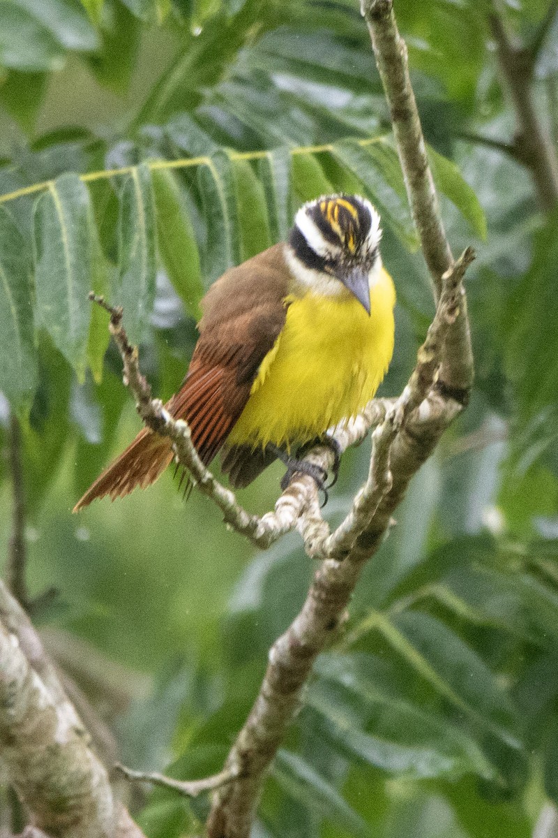 Great Kiskadee - ML612845901