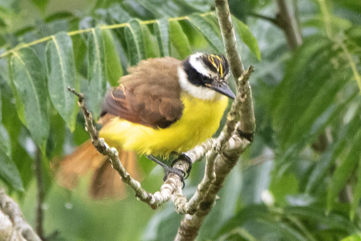 Great Kiskadee - ML612845902