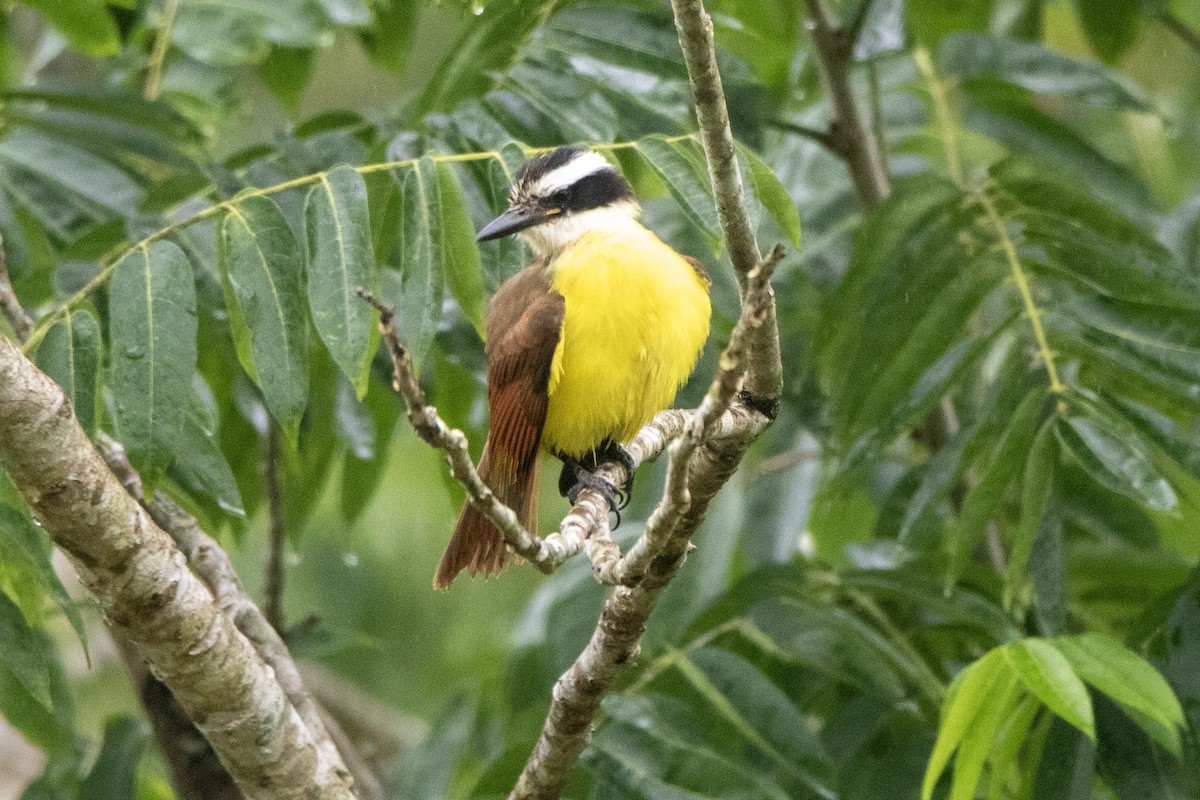 Great Kiskadee - ML612845903