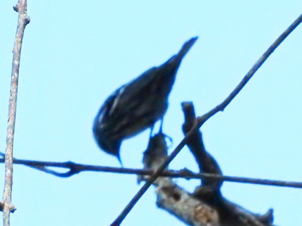 Black-and-white Warbler - ML612845916