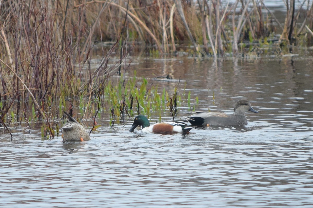 Northern Shoveler - John Wheelock