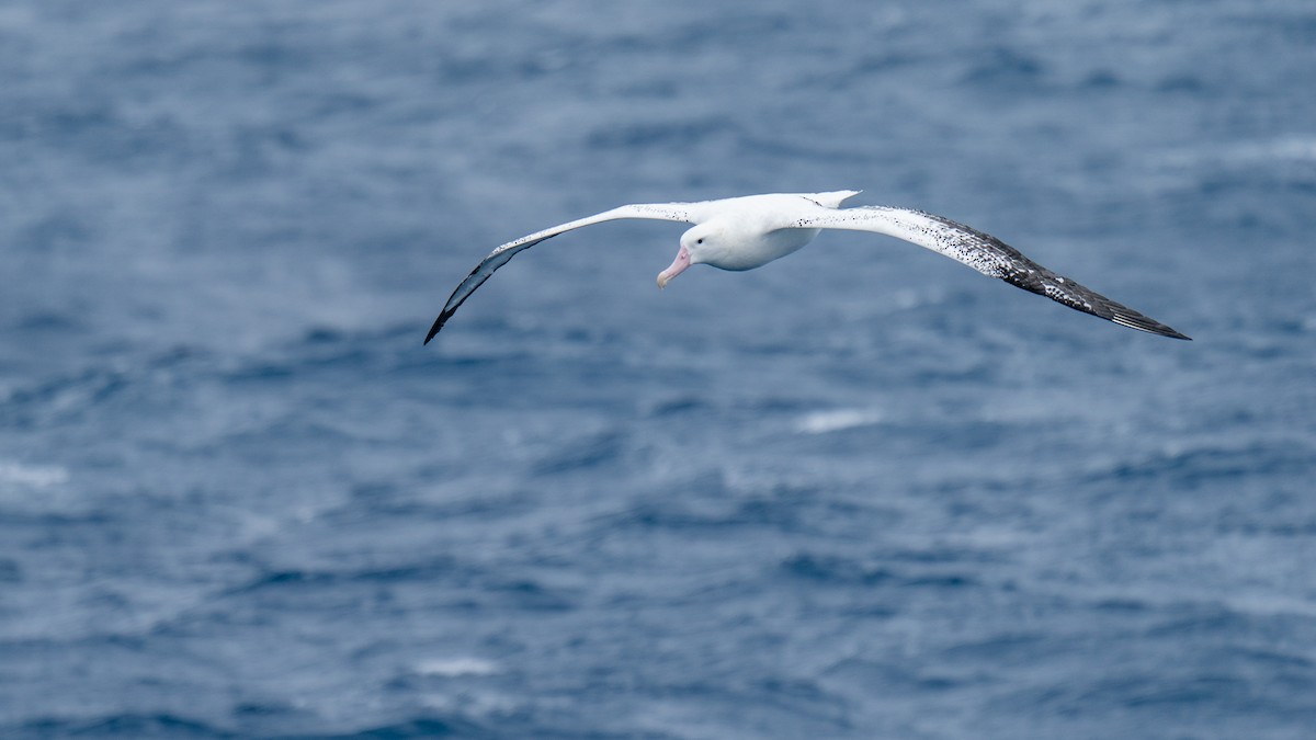 albatros stěhovavý - ML612846031