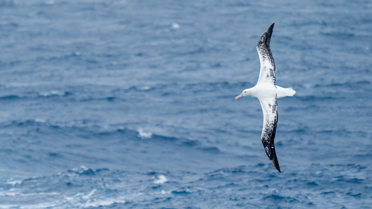 albatros stěhovavý - ML612846033